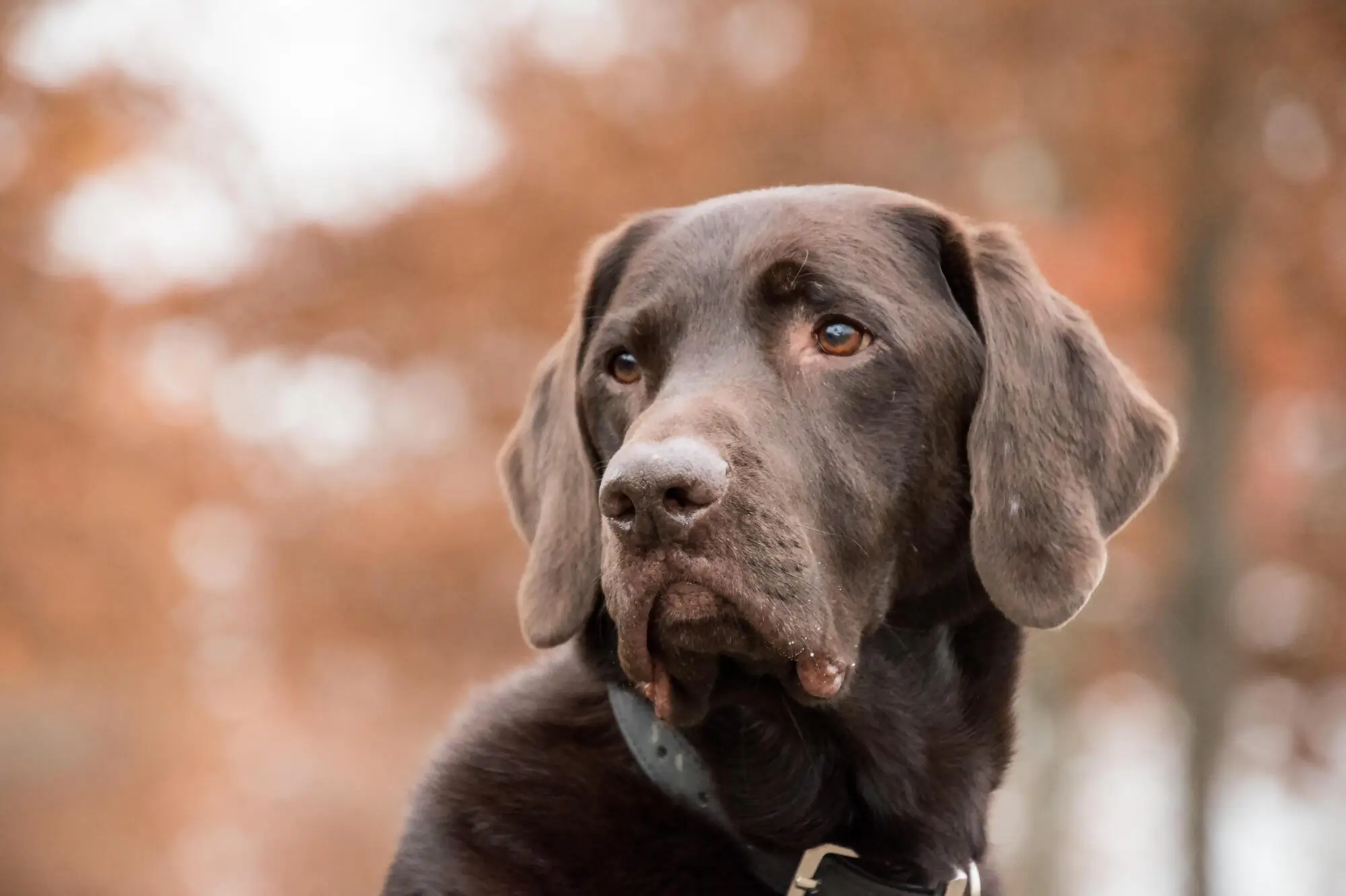 Difference Between Service, Emotional Support Animals and Pets in Redwood City, CA